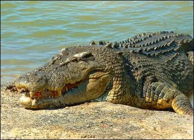 Cochez les bonnes réponses concernant les crocodiliens....