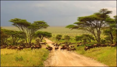 Lors de la fête nationale de la Tanzanie, on célèbre l'union historique du Tanganyika avec Zanzibar.