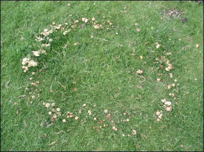 Quel est le nom de ces ronds de champignons ?