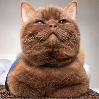 Votre meneur veut attaquer le clan voisin, vous :