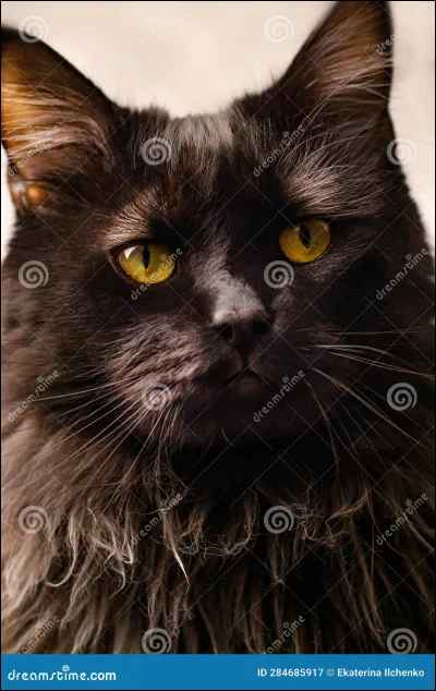 Un chat nommé Nuage de Jais vous propose de venir avec lui, vous :