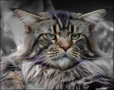 Arrivé au camp de votre clan, vous rencontrez le chef et apprenez quavant dêtre guerrier, il faut être apprenti. Vous êtes :