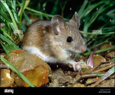 Lors de votre première sortie, vous entendez un mulot, vous :