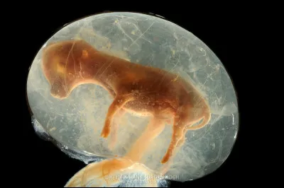 À quoi sert lintégration de cellules humaines dans des embryons animaux ?