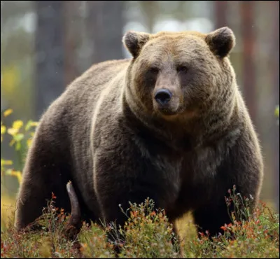 Lors d'une balade en forêt, tu tombes nez-à-nez avec un ours. Furieux, l'animal te fait face. Que fais-tu ?