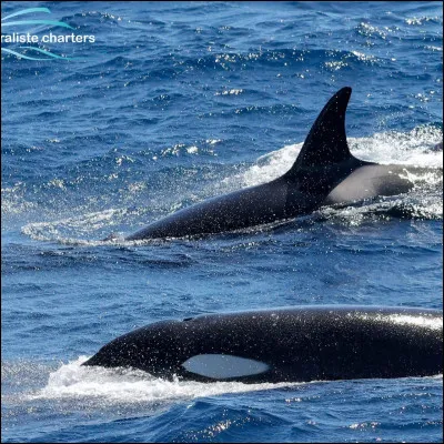 Aimes-tu le style de cette image ? (Pas le dessin hein, juste le style de limage ! ! !)