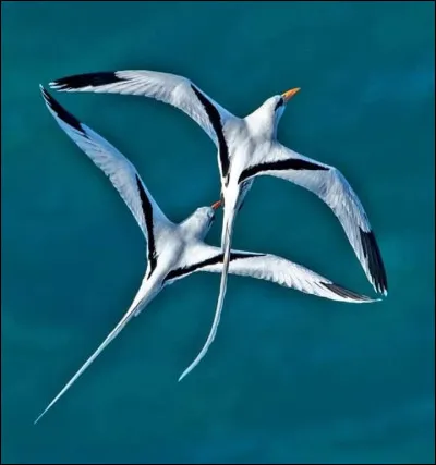 Un oiseau p&eacute;lagique est un oiseau qui vit en haute mer.