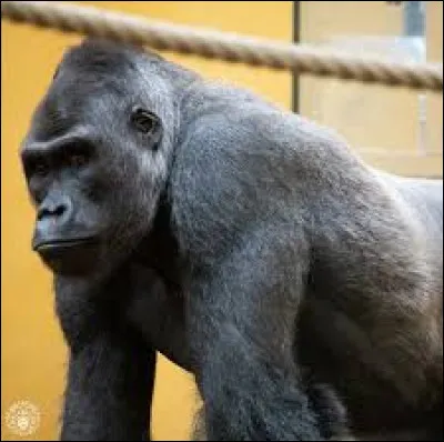 A quelle chanteur cet animal vous fait-il penser ?