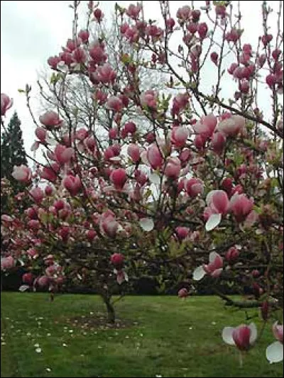 A quel chanteur associez-vous ces fleurs ?