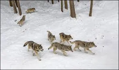 A quel chanteur pensez-vous en voyant ces animaux ?