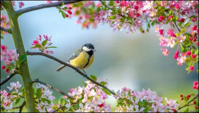 Et pour finir, quelle saison de l'année commence par la lettre P ?
