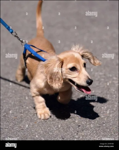 Comment se nomme son chien ? (En 2025)