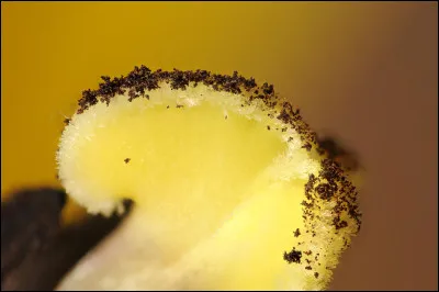 Quel est le point commun entre Maria von Moerl, Louise Lateau et Gemma Glagani ?