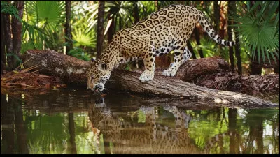 Qui voit-on aux côtés de Jean Reno dans le long-métrage "Le Jaguar" ?