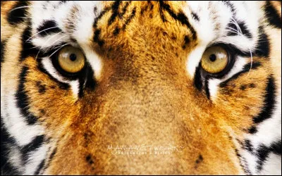 À quel groupe doit-on le titre "Eye of the tiger" ?