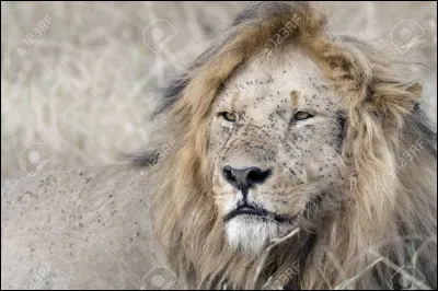 Quel homme politique était surnommé "le vieux lion" ?