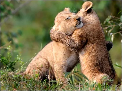 À quel chanteur doit-on le titre "Le Lion est mort ce soir" ?