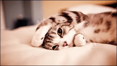 Quel écrivain est l'auteur du roman "Le Chat" ?