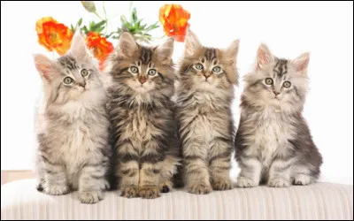 Qui était le leader et chanteur du groupe "Les Chats sauvages" ?