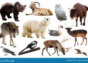 Quiz Les animaux d'Europe