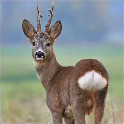 Quel est ce cervidé ?