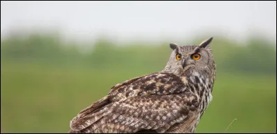 C'est quoi, ce hibou ?