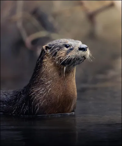 Quel est cet adorable animal palmé ?