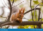 Quiz Les animaux et leurs habitats