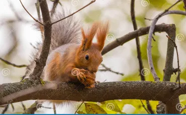 Quiz Animaux