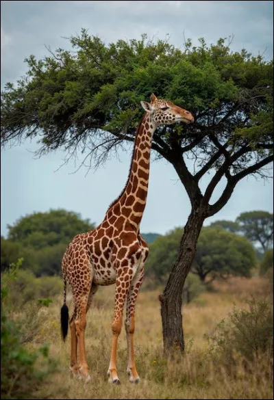 Quel est le milieu naturel des girafes ?