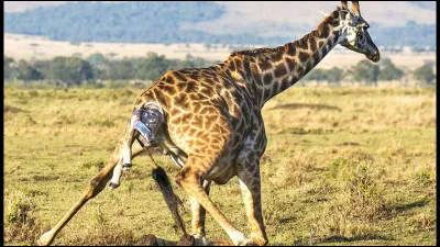 Quelle est la taille maximale d'une girafe adulte ?