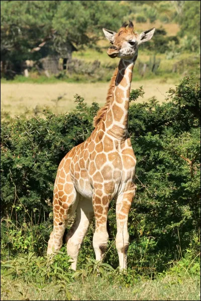Quel est son nom scientifique ?