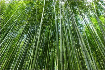Quel est le nom du bébé panda ?