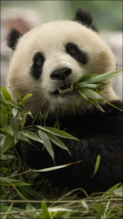 Quel est son nom scientifique ?