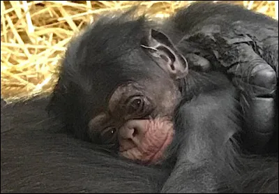 Quelle est leur famille ?