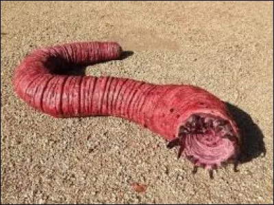 Dans quel désert asiatique ce ver monstrueux appelé olgoï-khorkhoï est-il censé vivre ?