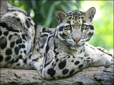 Quel est le nom de cette panthère ?