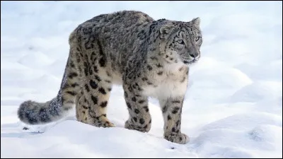 La Panthère des neiges est également connue sous le nom de...