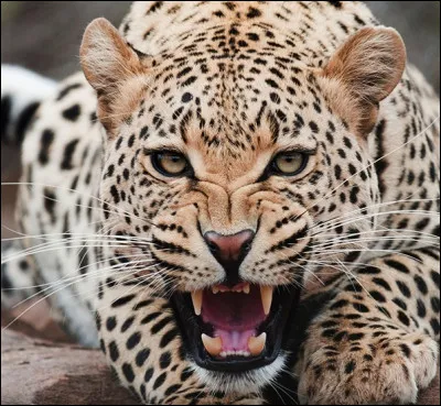 Quel est le nom du ''cri'' de la panthère ?