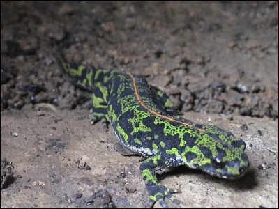 Quel est le nom de cet amphibien proche de la salamandre ?