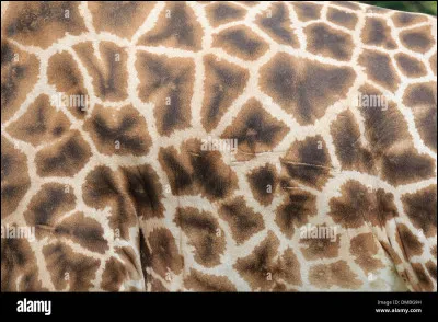 Tu préfèrerais avoir un pelage (en tant que chat bien sûr !) :