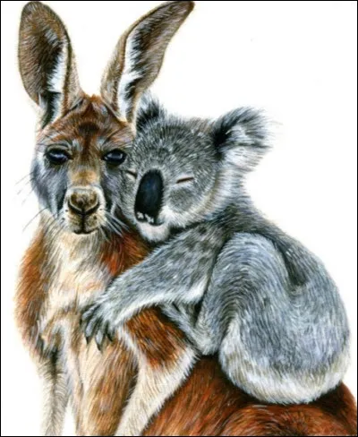 Quel est le pays d'origine du koala et du kangourou ?