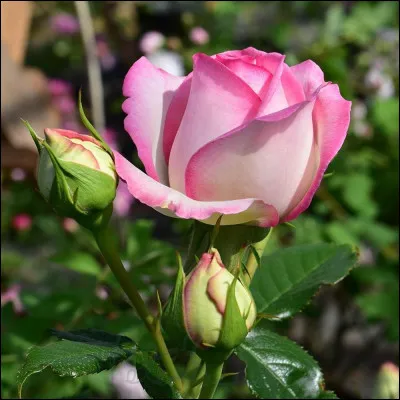 Quelle est cette fleur ?