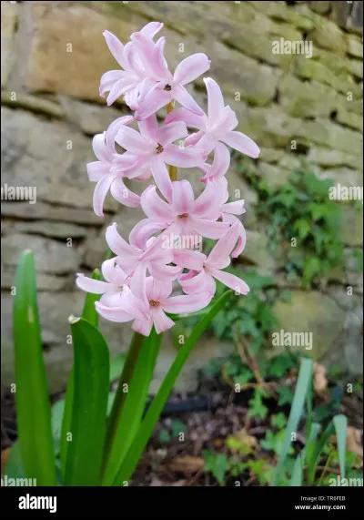 Quelle est cette fleur ?