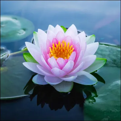 Quelle est cette fleur ?