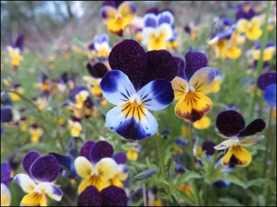 Quelle sont ces fleurs ?