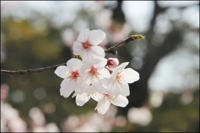Quelle est cette fleur ?