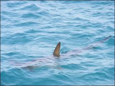 Vous avez repéré le requin à son ...
