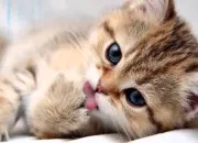 Quiz Quiz sur les chats !