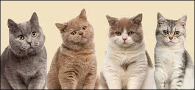 Combien de chatons les femelles peuvent-elles avoir par portée ?